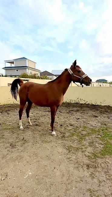 🔴 Satılır – Safqan Ərəb Dişi At 🔴 Safqan ərəb cinsli dişi at satılır - şəkil 5