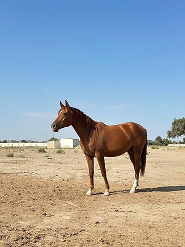 🔴 Satılır – Safqan Ərəb Dişi At 🔴 Safqan ərəb cinsli dişi at satılır - şəkil 3