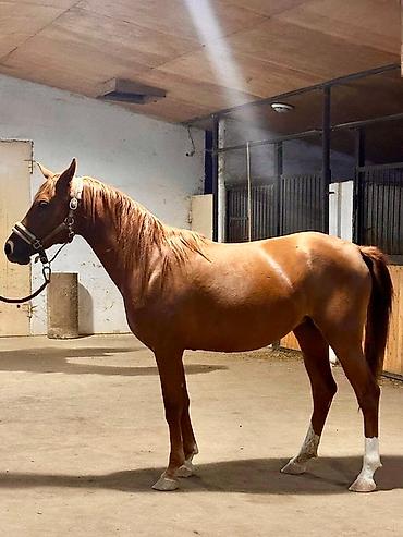 🔴 Satılır – Safqan Ərəb Dişi At 🔴 Safqan ərəb cinsli dişi at satılır - şəkil 4