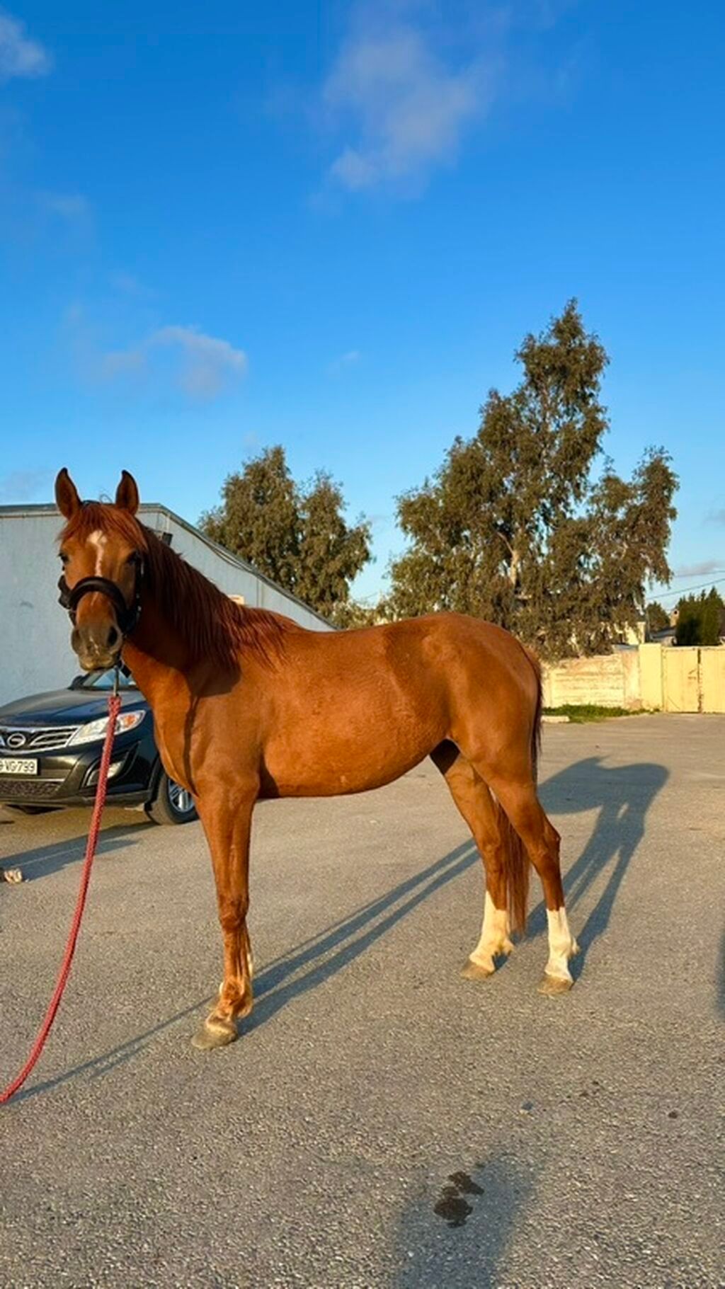 🔴 Satılır – Safqan Ərəb Dişi At 🔴 Safqan ərəb cinsli dişi at satılır