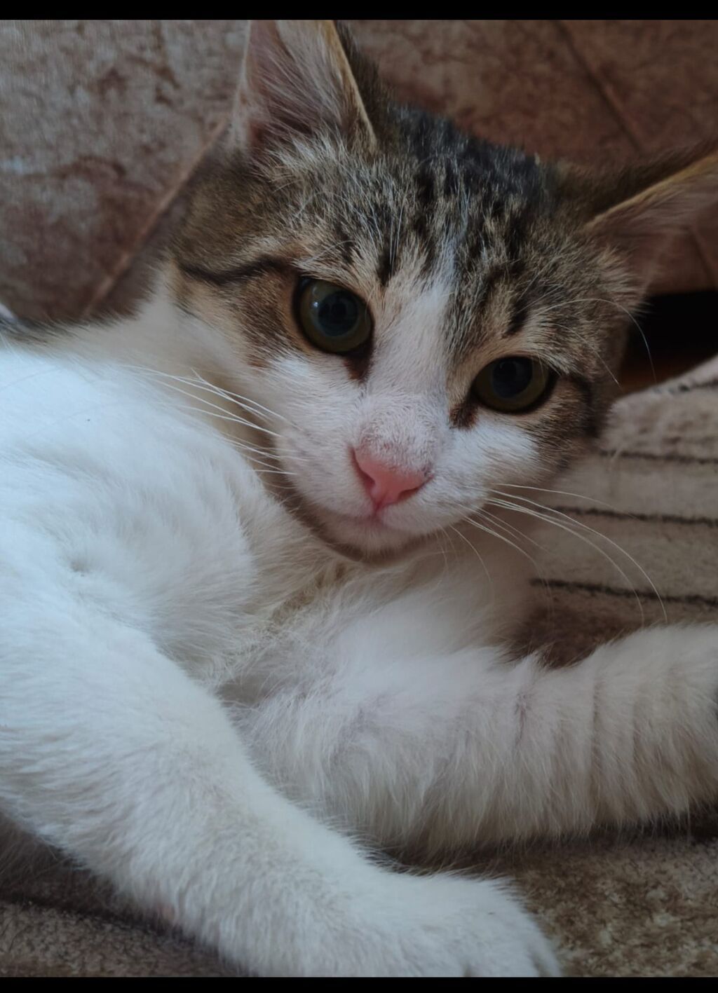 Ev pişiyi – 5 ayligdi erkekdi yaxsi ayleye sahiblendirir