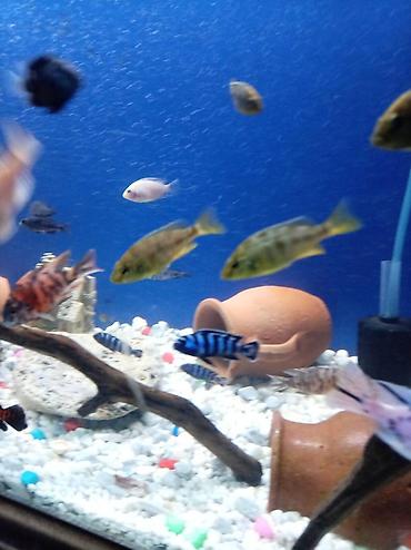 Baliq multikar fayfiş limon ləpart - şəkil 5