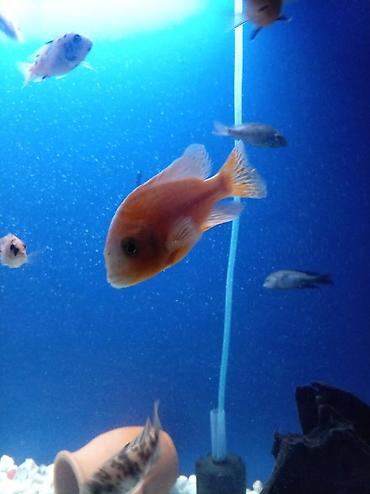 Baliq multikar fayfiş limon ləpart - şəkil 2