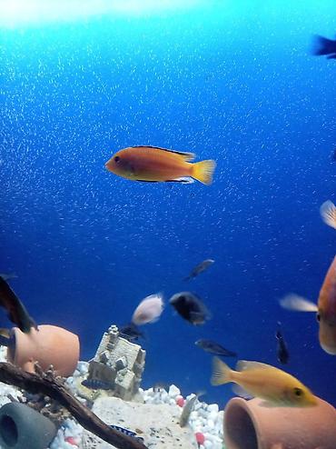 Baliq multikar fayfiş limon ləpart - şəkil 4