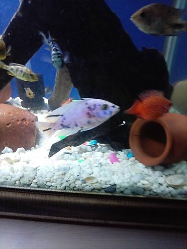 Baliq multikar fayfiş limon ləpart - şəkil 3