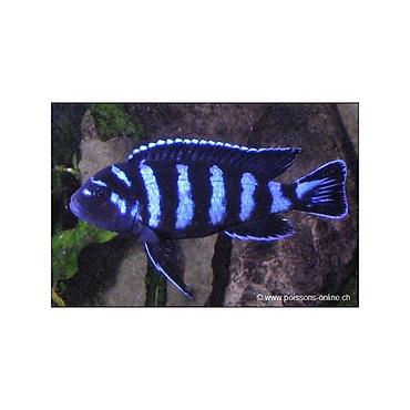 Ace nigara 1-2sm 1azn Limonnik 1-2sm 1azn fire fish 1-2sm 1azn - şəkil 4