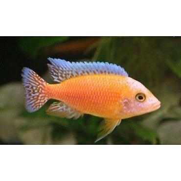 Ace nigara 1-2sm 1azn Limonnik 1-2sm 1azn fire fish 1-2sm 1azn - şəkil 2