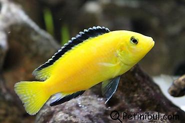 Ace nigara 1-2sm 1azn Limonnik 1-2sm 1azn fire fish 1-2sm 1azn - şəkil 3