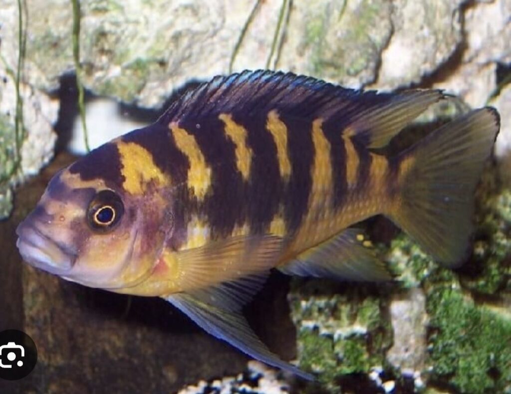 Salam 9 eded Krabro baligi satilir 3 erkek 6 maya Olculeri 8sm 9sm 11