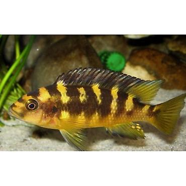 Salam 9 eded Krabro baligi satilir 3 erkek 6 maya Olculeri 8sm 9sm 11 - şəkil 3