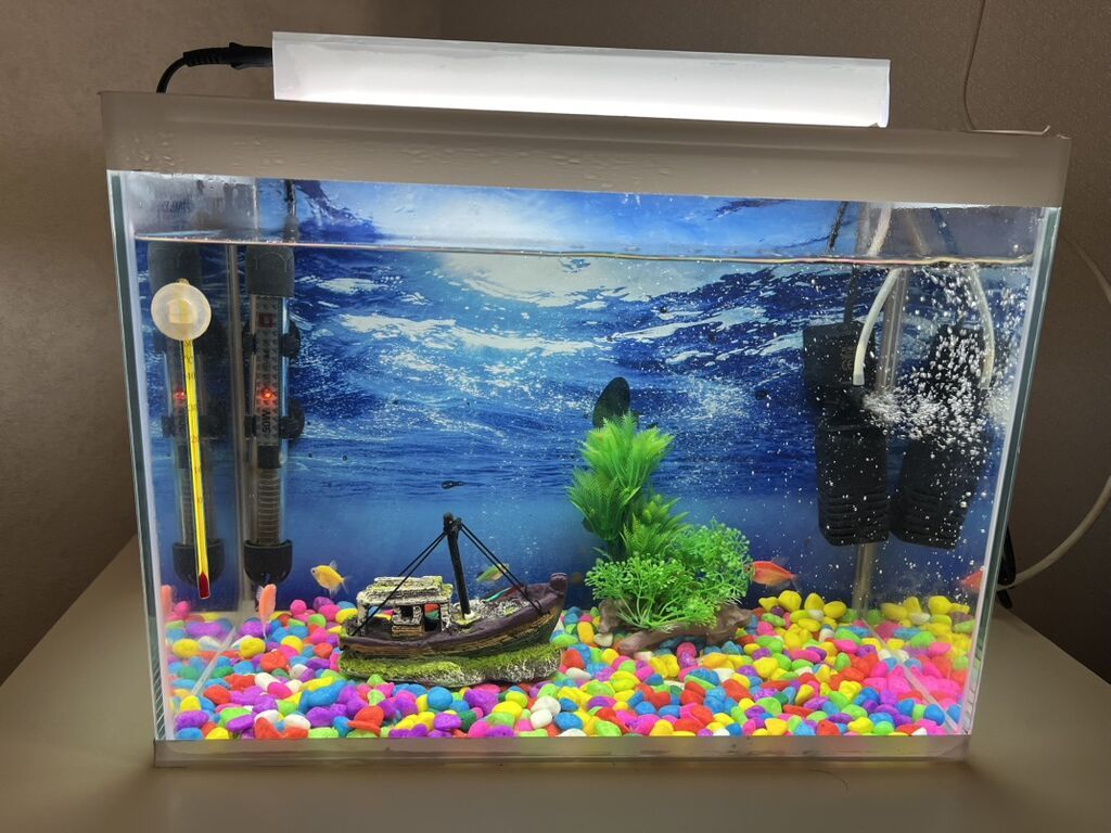 Dördbucaq akvarium, Balıqlarla birlikdə, 24 l