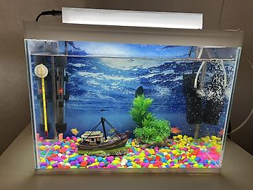 Dördbucaq akvarium, Balıqlarla birlikdə, 24 l - şəkil 2