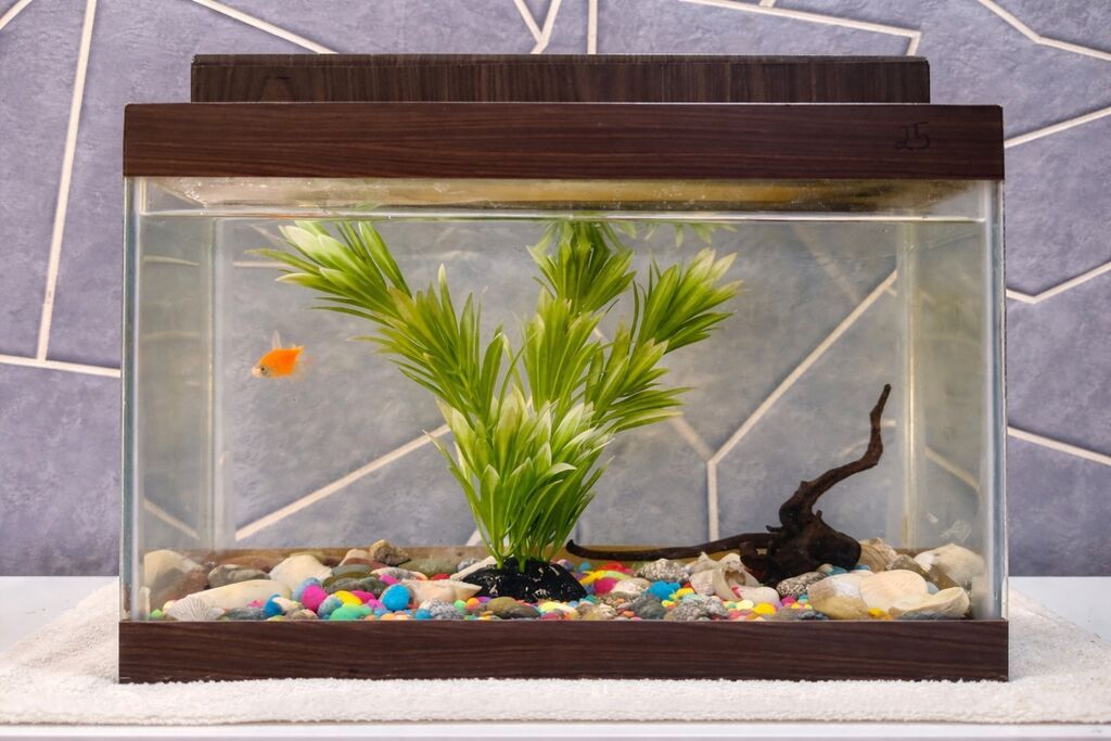 Şüşə akvarium 1 ədəd balıq 1 ədəd yosun dekor 1 ədəd ağac dekor 200