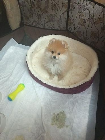 Şpitz, 3 ay, Erkek, Sənədli, Ünvandan götürmə - şəkil 3