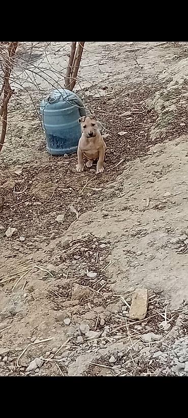 Bulteryer, Erkek - şəkil 2