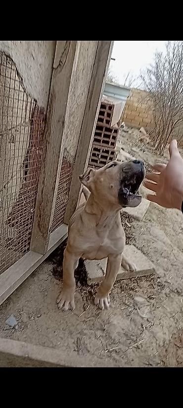 Bulteryer, Erkek - şəkil 3