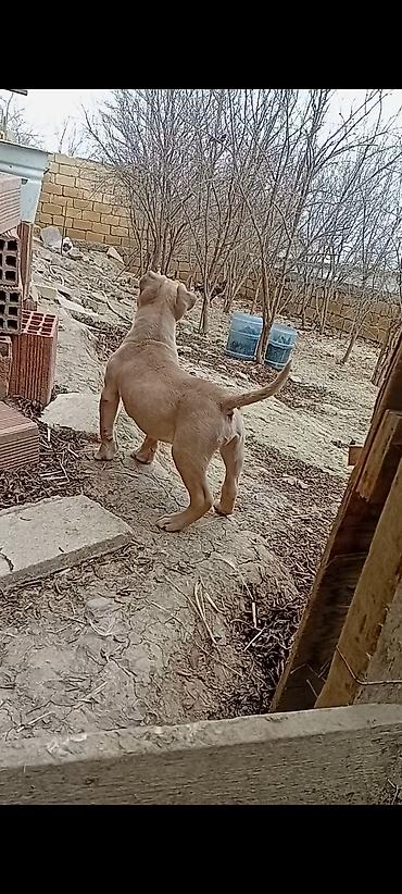 Bulteryer, Erkek - şəkil 4