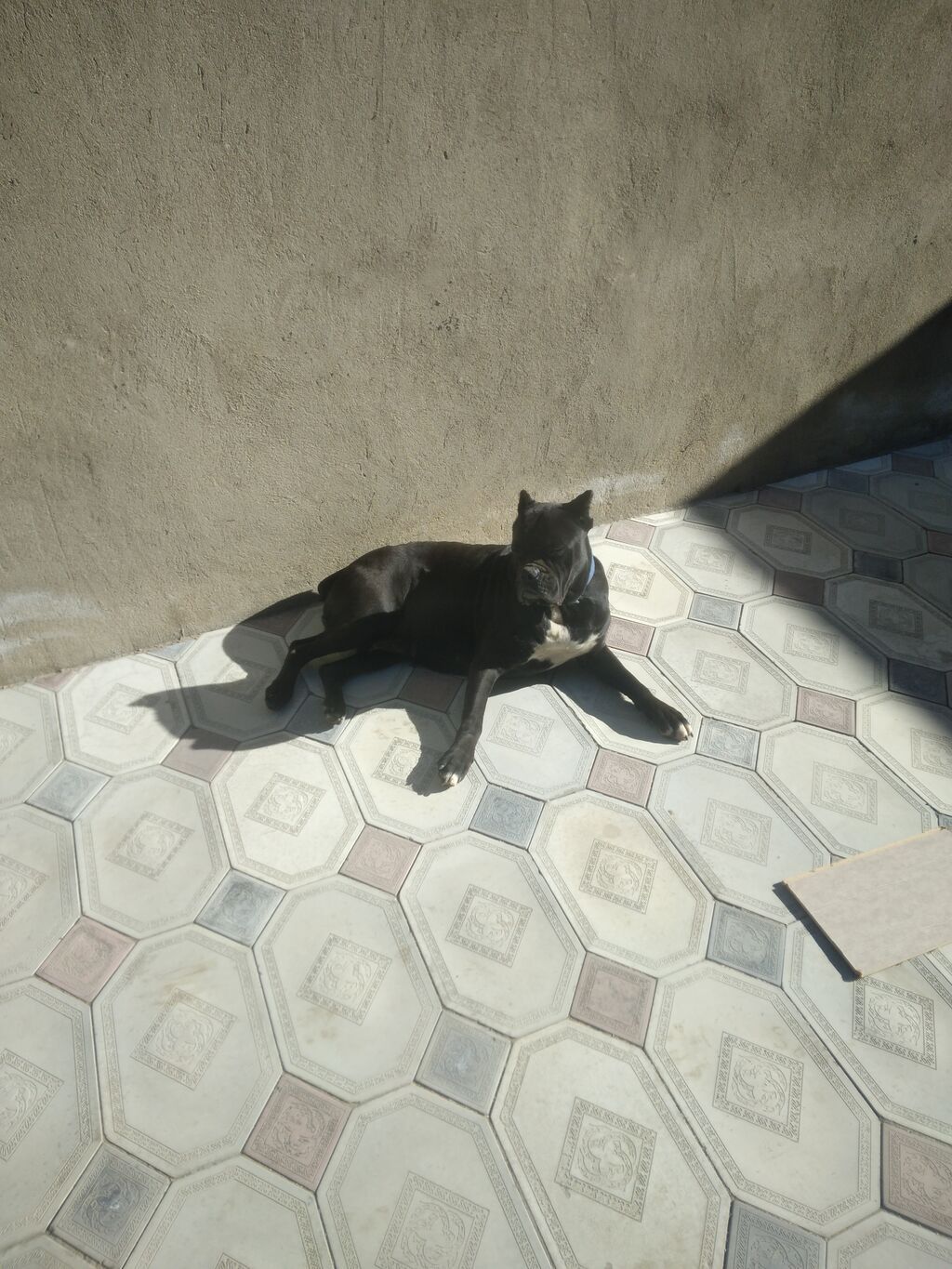 Kane-Korso, 11 ay, Dişi, Ünvandan götürmə