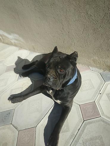 Kane-Korso, 1 il, Dişi - şəkil 3