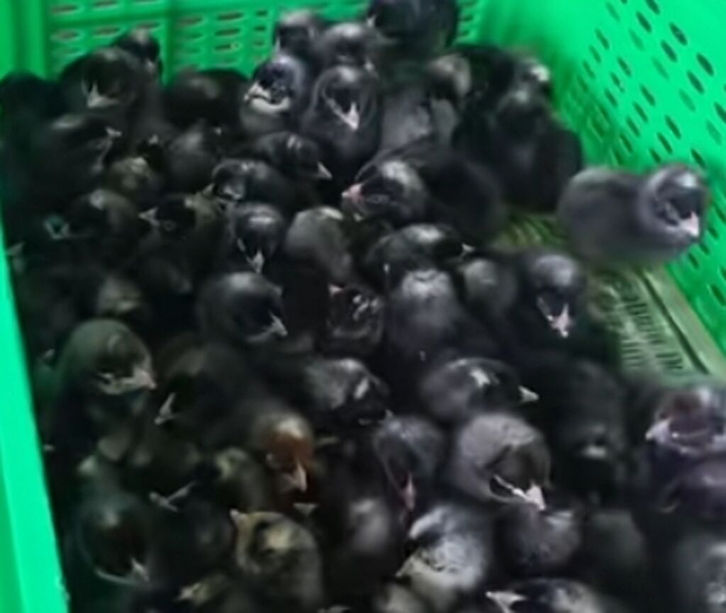 Toyuq cücələri, Damazlıq, Pulsuz çatdırılma