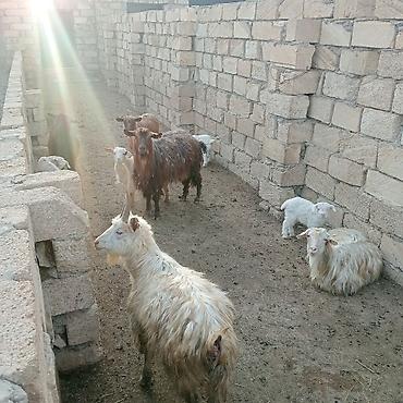 Dişi, il: 2, 30 kq, Damazlıq, Südlük, Ödənişli çatdırılma - şəkil 3