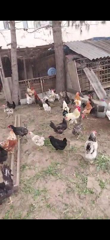 20 xoruz - şəkil 2