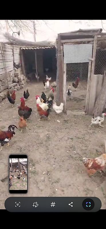 20 xoruz - şəkil 3