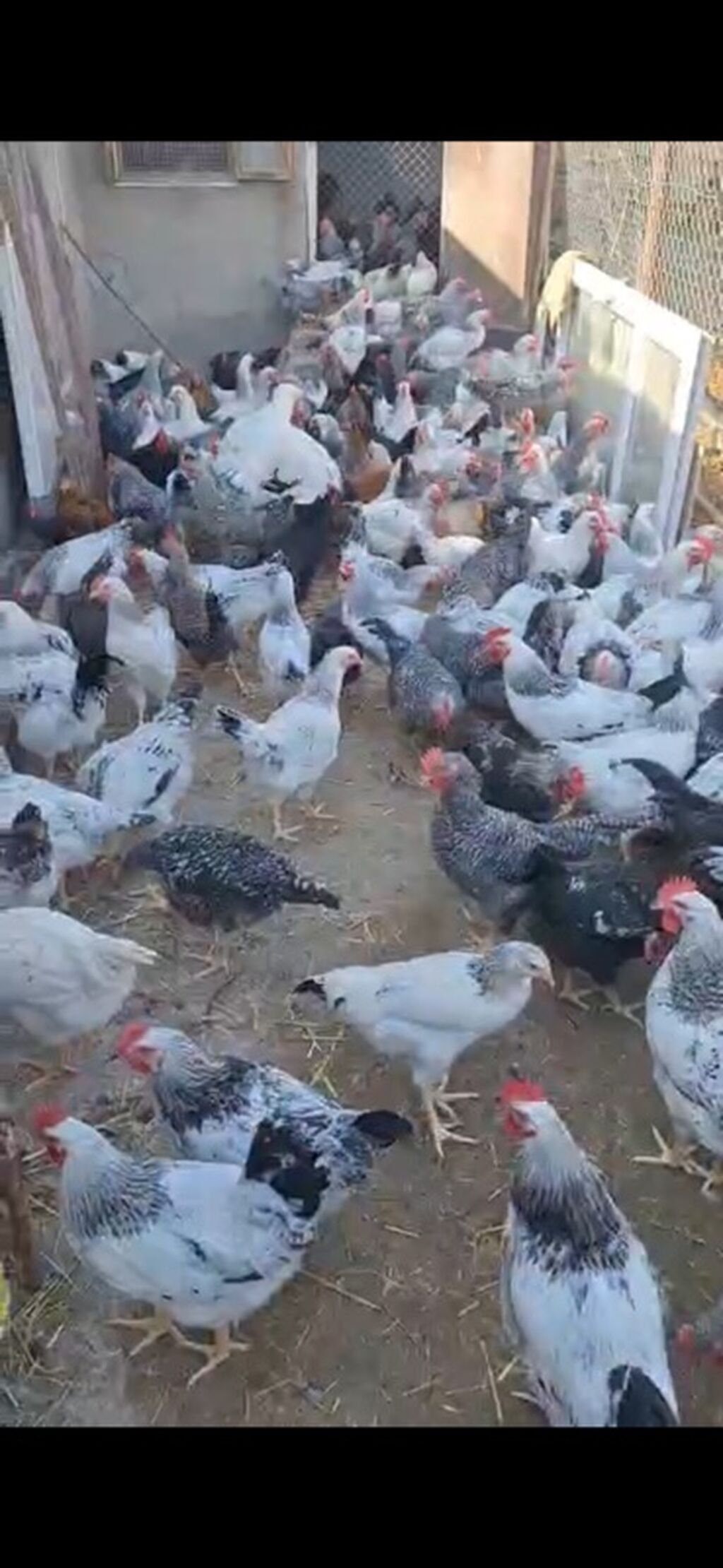 - Xarkov - Həyət çolpalarıdı,çəkiləri 1,5kq dan az deyil. -