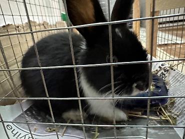 Qəfəs ilə birlikdə satılır. Böyüməyən dovşandır - şəkil 2