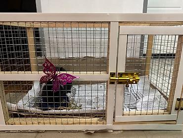 Qəfəs ilə birlikdə satılır. Böyüməyən dovşandır - şəkil 3