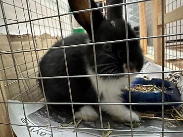 Qəfəs ilə birlikdə satılır. Böyüməyən dovşandır - şəkil 4