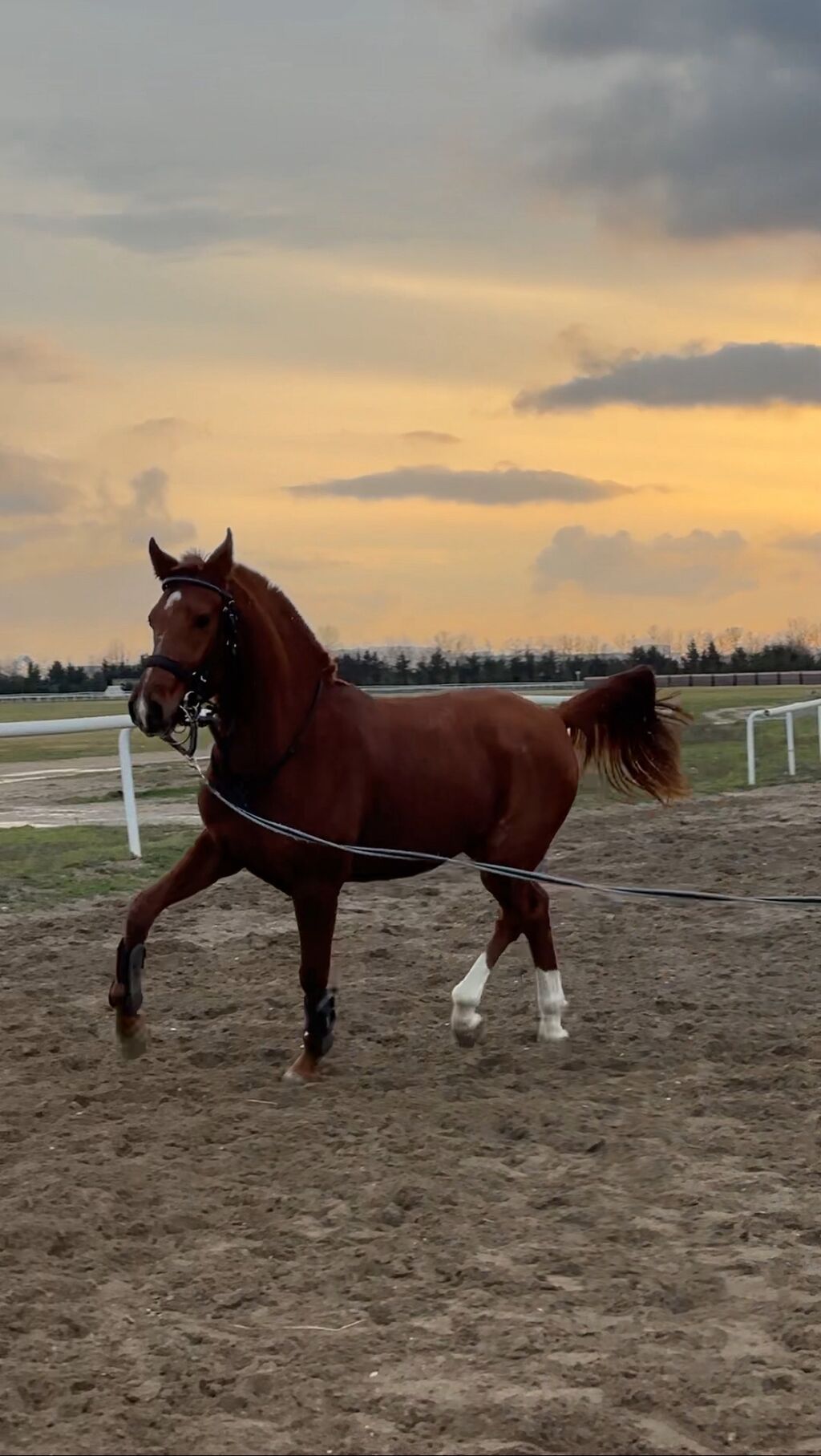 Erkək, Ərəb, il: 3, Pulsuz çatdırılma