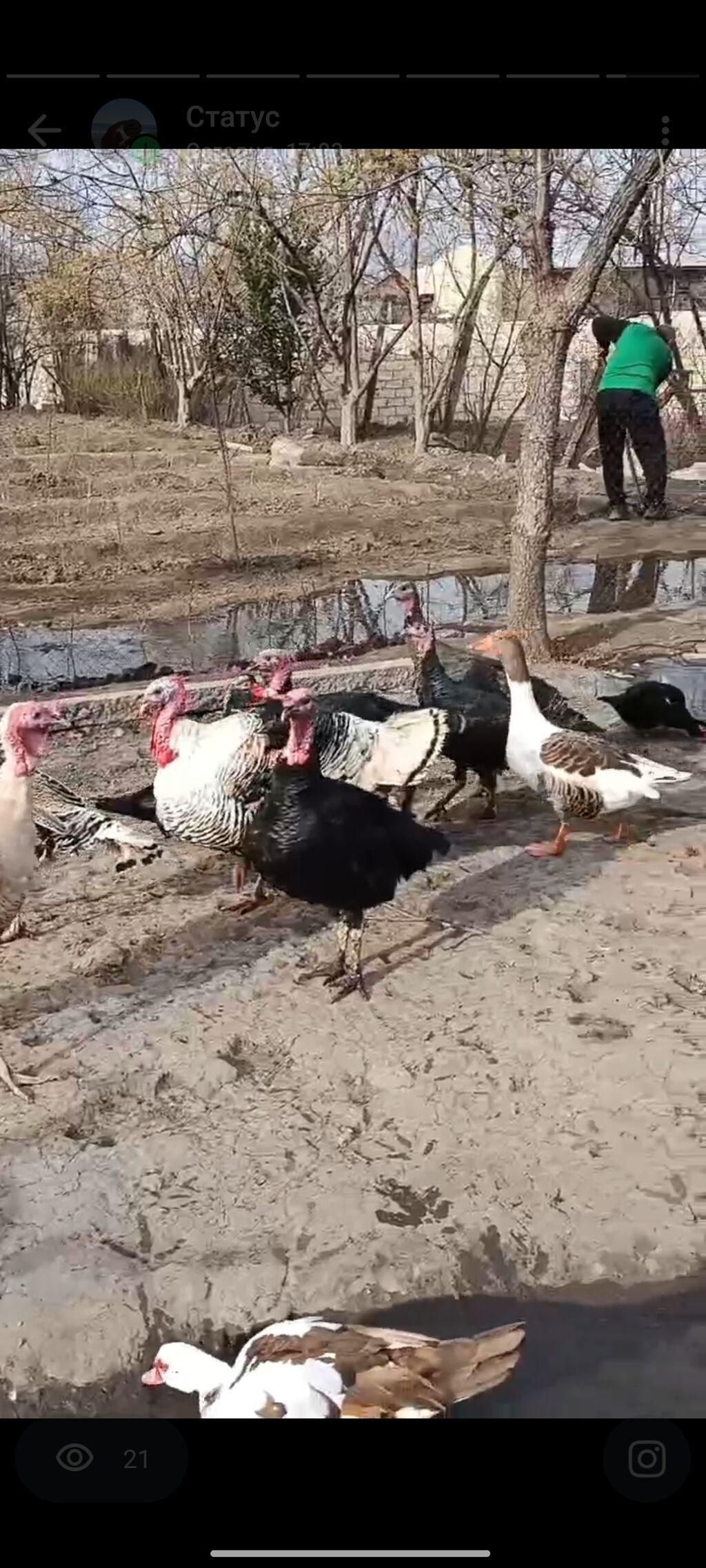 Yerli təsərrüfatdan ev quşları satılır. hinduşqalar damazlıq və kəsim