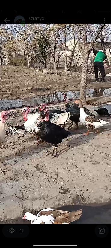 Yerli təsərrüfatdan ev quşları satılır. hinduşqalar damazlıq və kəsim - şəkil 2
