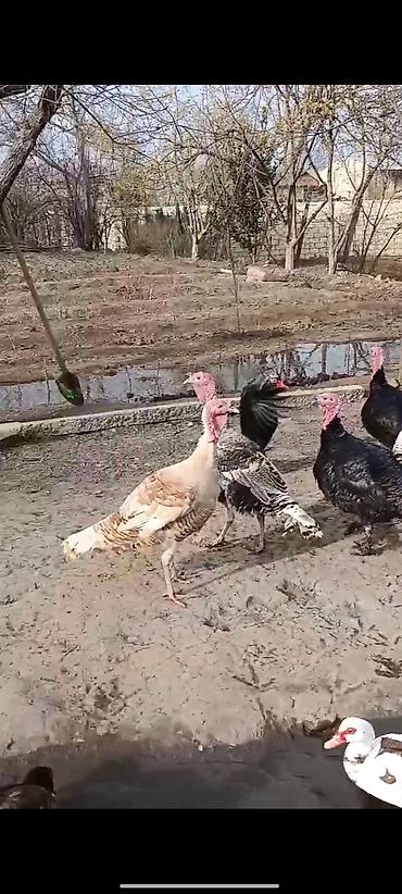 Yerli təsərrüfatdan ev quşları satılır. hinduşqalar damazlıq və kəsim - şəkil 3