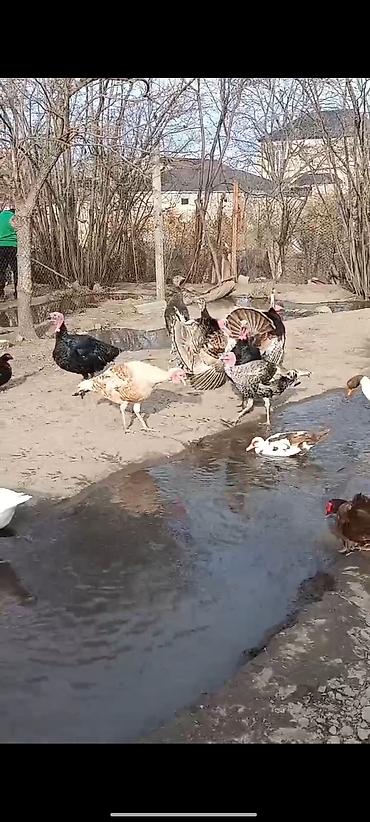 Yerli təsərrüfatdan ev quşları satılır. hinduşqalar damazlıq və kəsim - şəkil 4