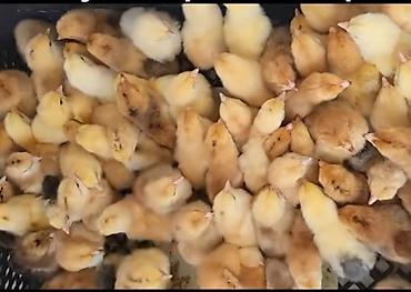 Yubiley kuçinka cücələrimiz var kim isdese buyrub zakaz verə bilər - şəkil 2