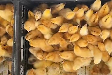 Yubiley kuçinka cücələrimiz var kim isdese buyrub zakaz verə bilər - şəkil 3