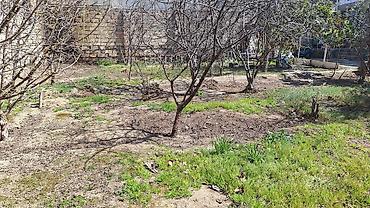 Tikinti, Mülkiyyətçi, Kupça (Çıxarış), Bələdiyyə, Texniki pasport - şəkil 3