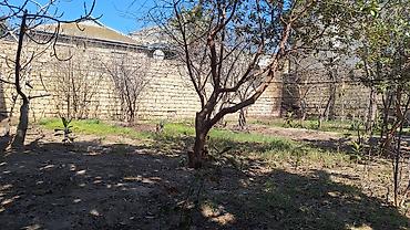 Tikinti, Mülkiyyətçi, Kupça (Çıxarış), Bələdiyyə, Texniki pasport - şəkil 2