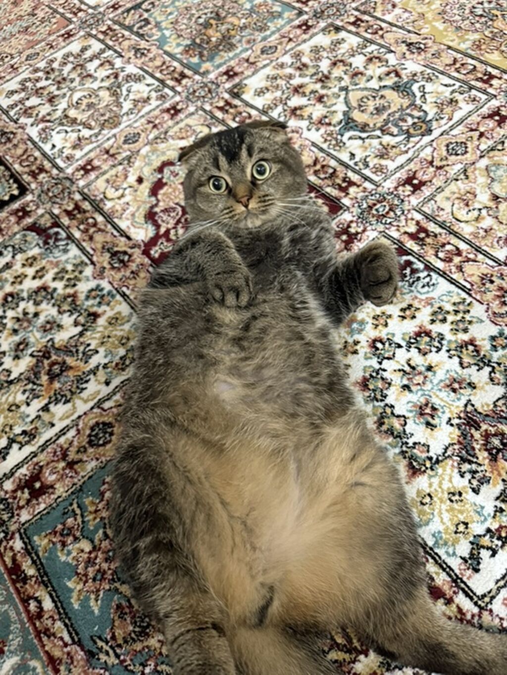 Şotland, Dişi, Ödənişli çatdırılma