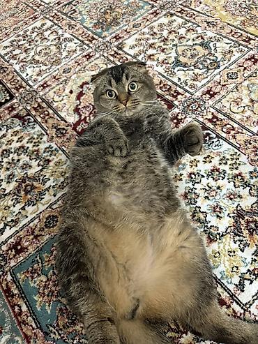 Şotland, Dişi, Ödənişli çatdırılma - şəkil 2