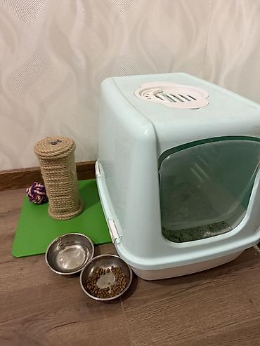 Şotland, Dişi, Ödənişli çatdırılma - şəkil 3