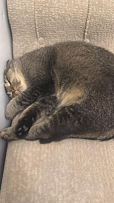 Şotland, Dişi, Ödənişli çatdırılma - şəkil 4