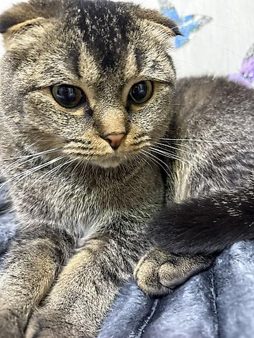 Şotland, Dişi, Ödənişli çatdırılma - şəkil 5