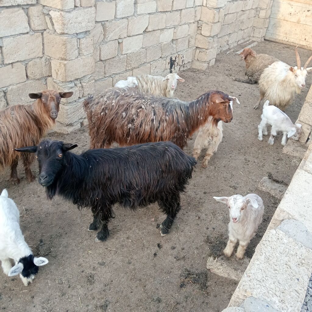 Dişi, il: 2, 30 kq, Damazlıq, Südlük, Ödənişli çatdırılma