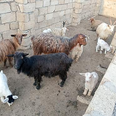 Dişi, il: 2, 30 kq, Damazlıq, Südlük, Ödənişli çatdırılma - şəkil 2