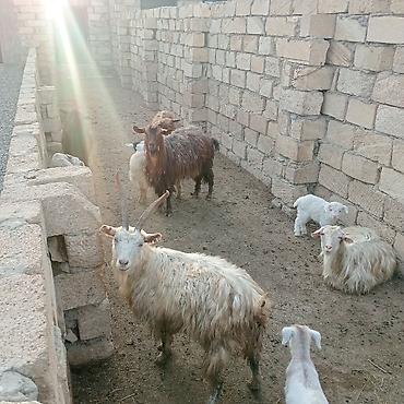 Dişi, il: 2, 30 kq, Damazlıq, Südlük, Ödənişli çatdırılma - şəkil 4