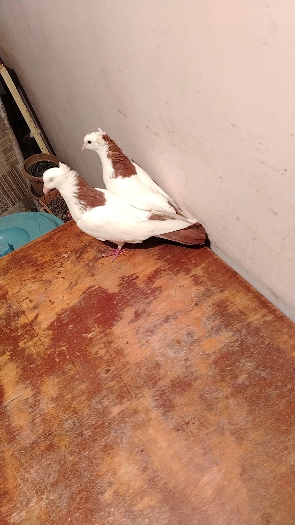 Növ: Bəzək göyərçinləri (cüt) Rəng: Ağ bədən, qəhvəyi baş-boyun