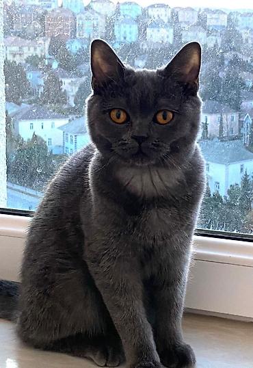 Britan, Dişi - şəkil 2